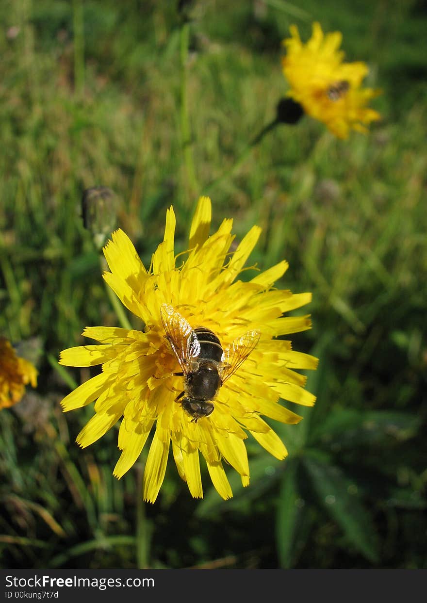 A lonely bee on the yellow dandelion. A lonely bee on the yellow dandelion