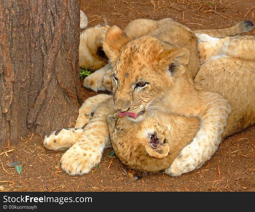 Beautiful photo of Lion cubs playing is gentle and most appealing to all.