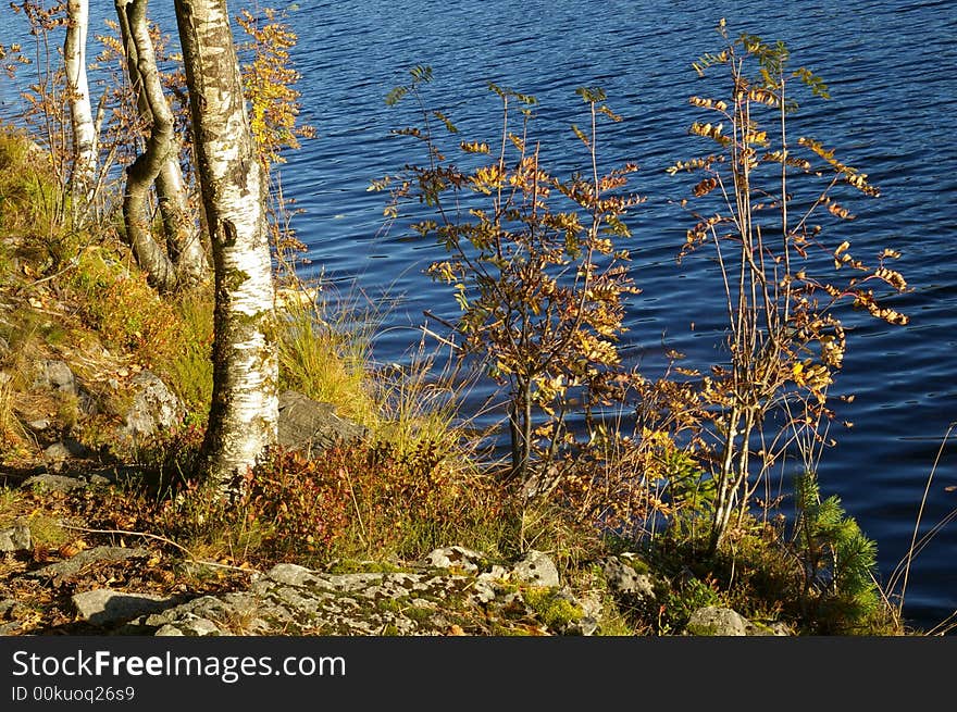 Lake and birch in the fall