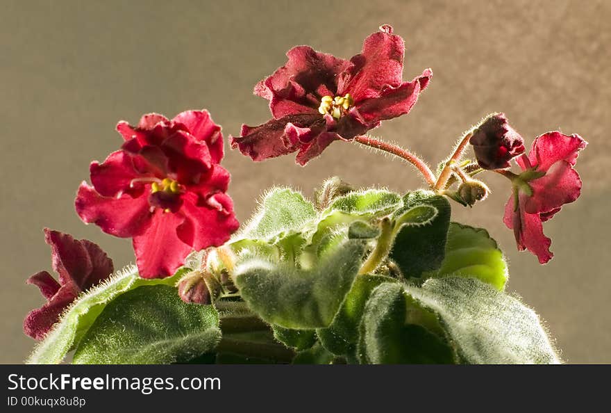 African violet