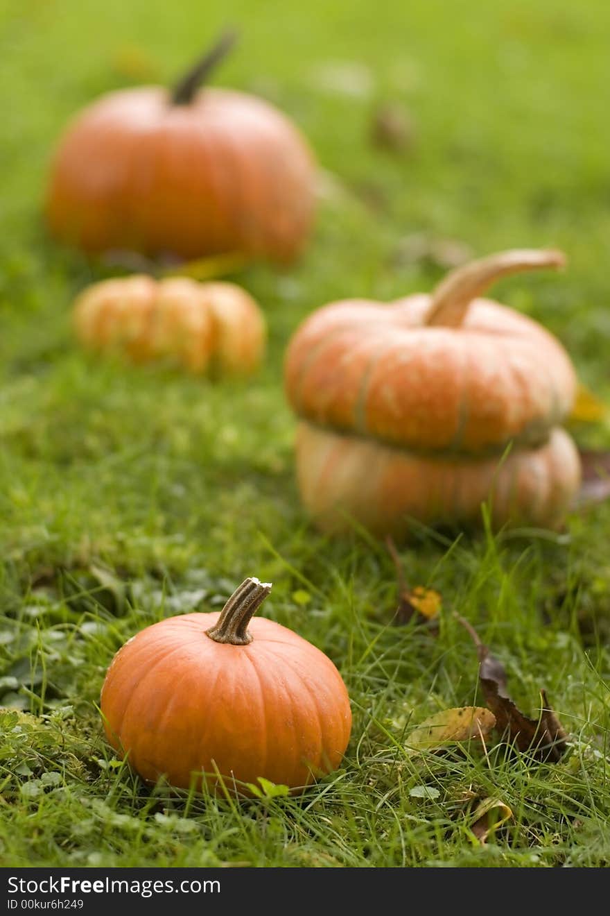 Orange pumpkins on grass close up shoot