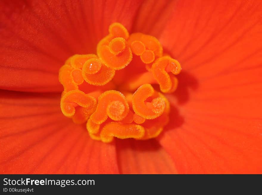 Close-up of a orange/red flower with spiral stigma. Close-up of a orange/red flower with spiral stigma.