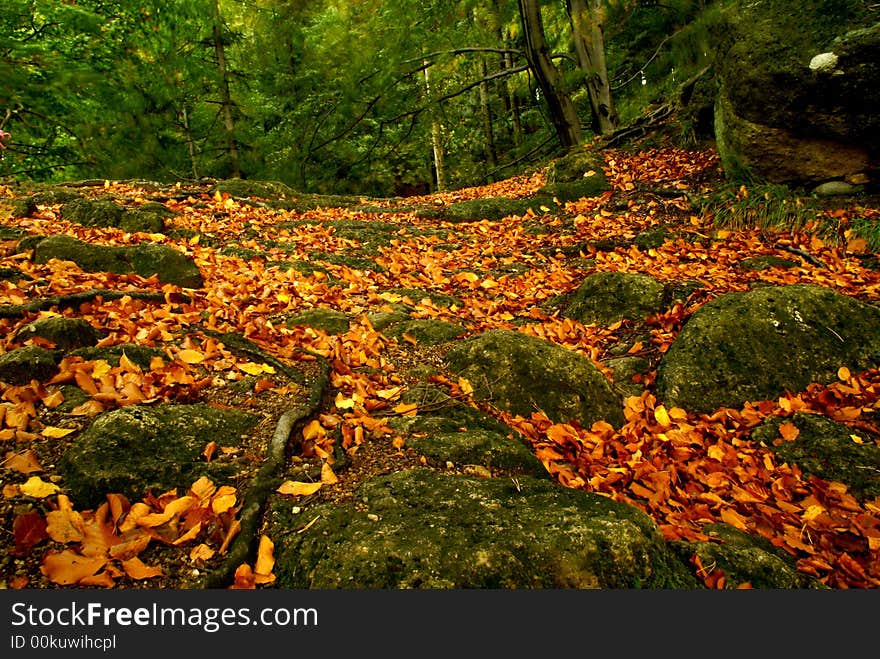 Fallen beech leaves in contrast with green ones on trees. Leaves and branches are motion-blurred in wind. Fallen beech leaves in contrast with green ones on trees. Leaves and branches are motion-blurred in wind.