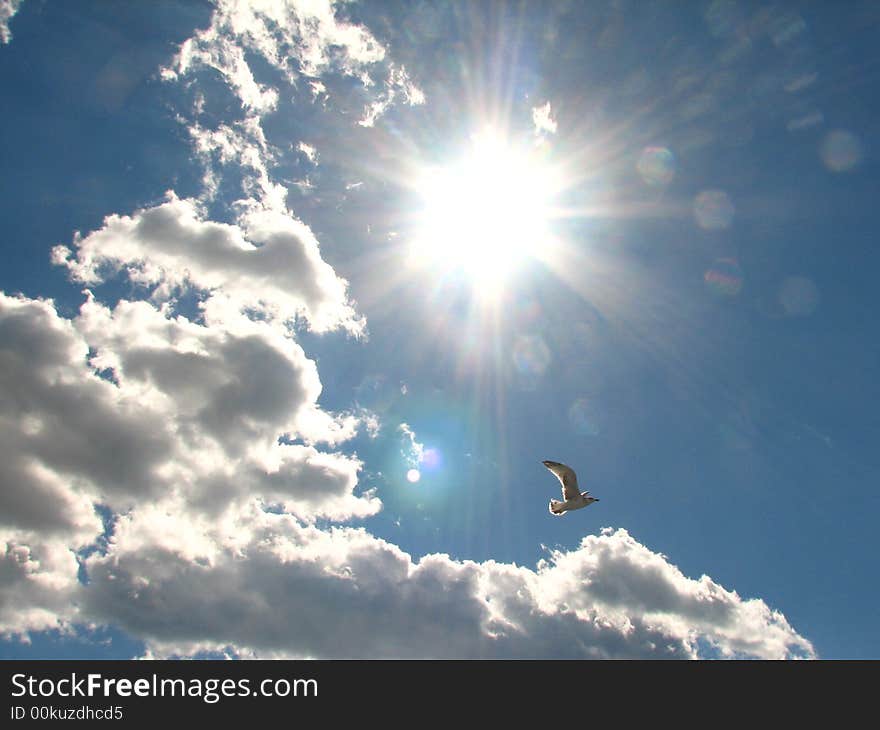 View of a cloudy summer sky with a bright sun and seagulls. View of a cloudy summer sky with a bright sun and seagulls.