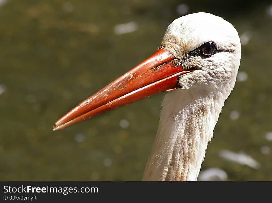 Close up of a white stork. Close up of a white stork.