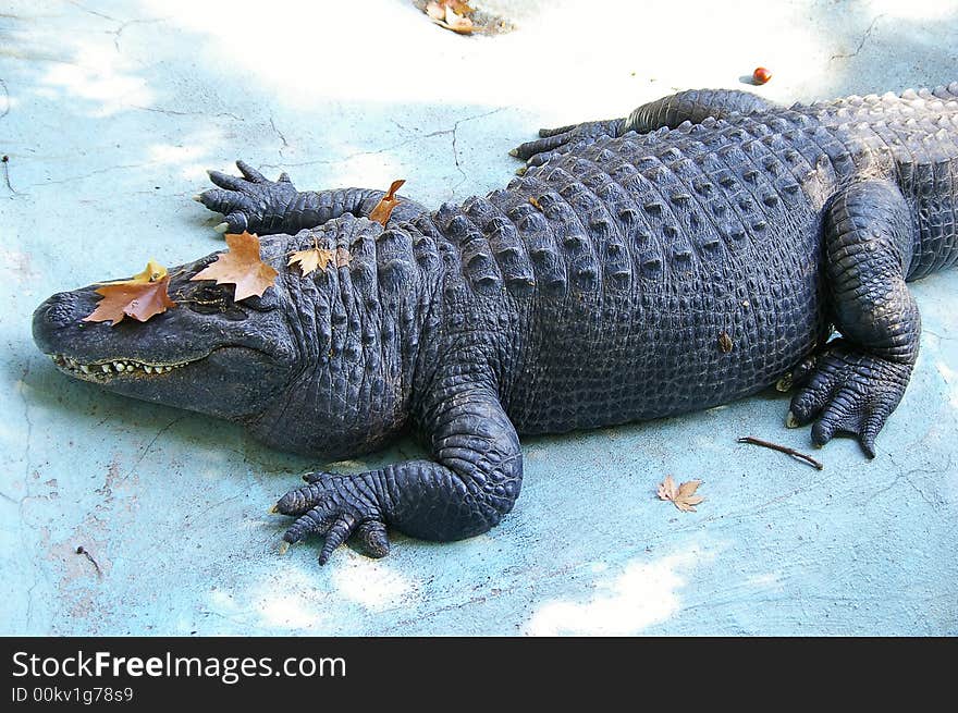 Sleepy crocodile and fallen leaves.