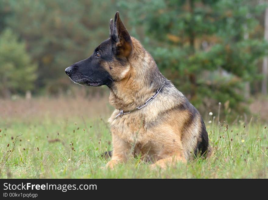 Attentive sheep-dog laying in grass