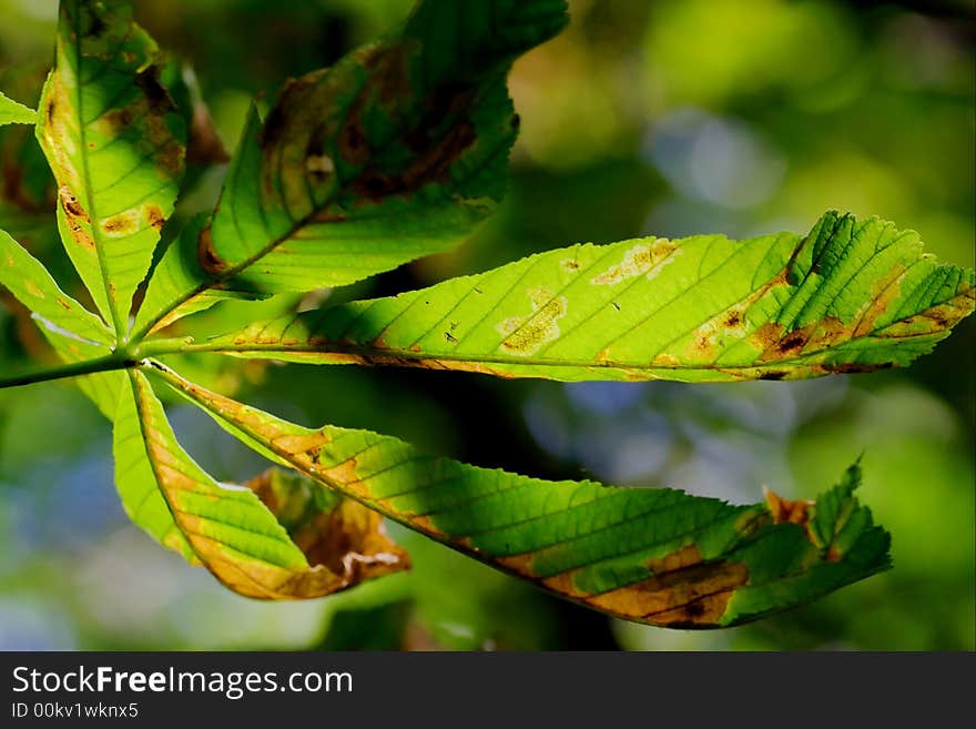 Closeup of a colorful autumn leaf on a tree