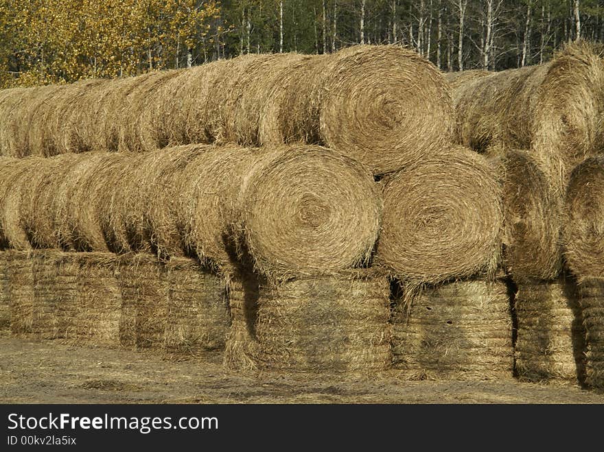 Stacks of round hay bales from the fall harvest in a farmer's field. Stacks of round hay bales from the fall harvest in a farmer's field.