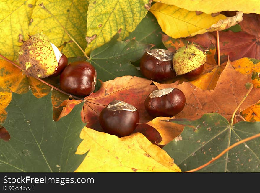 Composition of maple leaves and chestnuts. real autumn