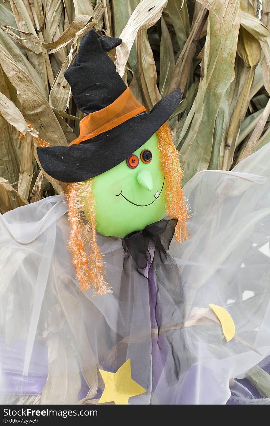 A halloween witch scarecrow hanging against a background of dried cornstalks.