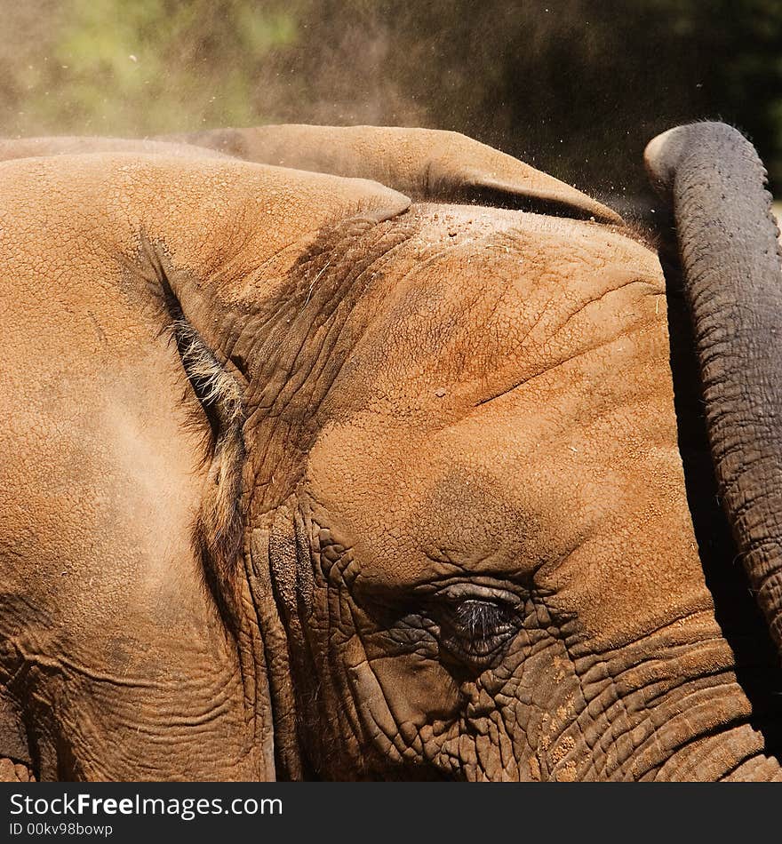 Elephant Dirt Bath