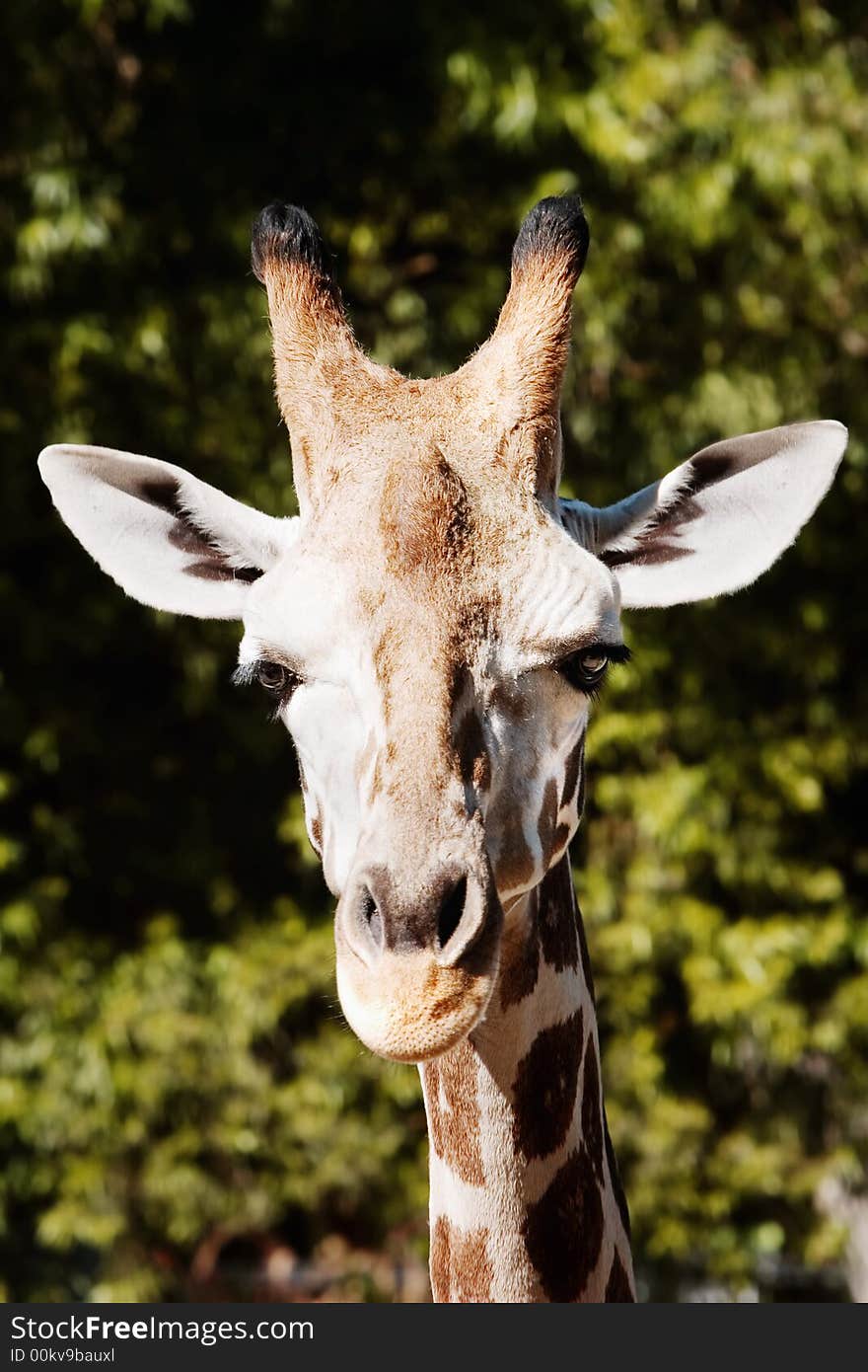 Cloise up of the face of a giraffe at eye level.