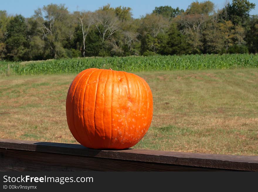 Lone Pumpkin