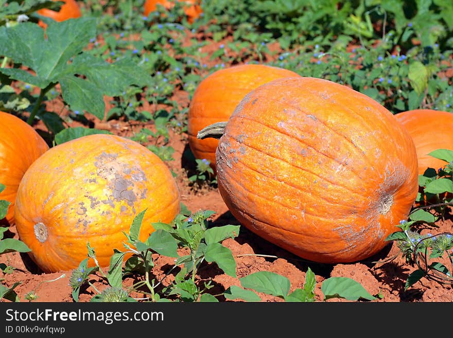 Bountiful Pumpkin Harvest