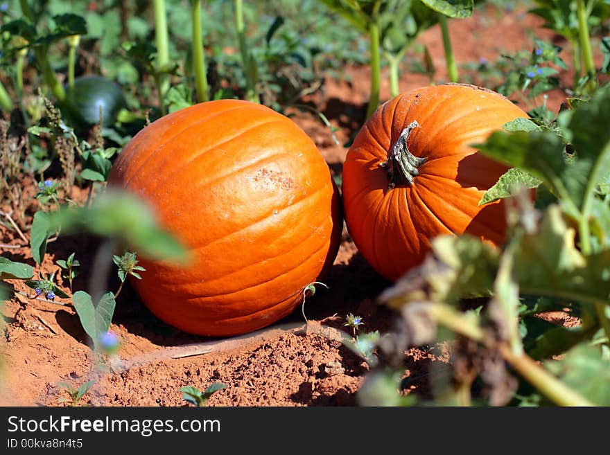 Two small pumpkins wait to be picked by the farmer. Two small pumpkins wait to be picked by the farmer