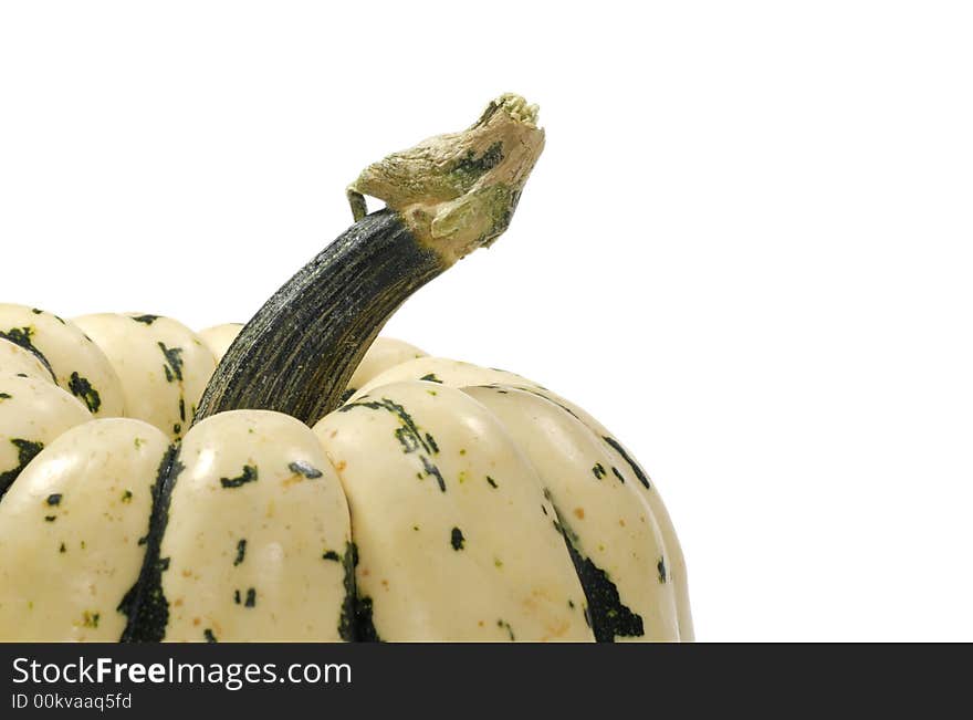 Pumpkin Stem