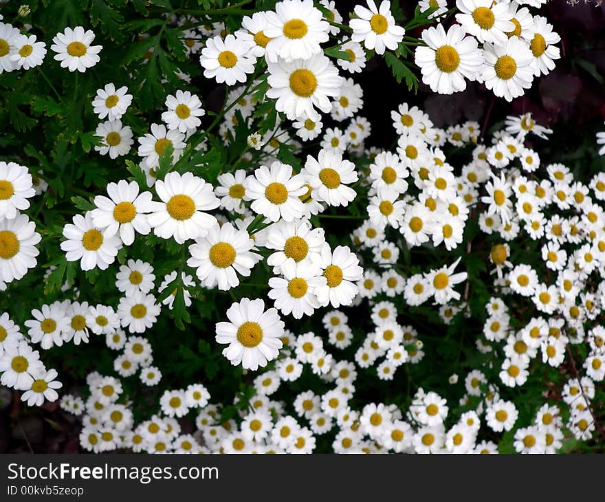 Beautiful cascading vibrant daisies in perspective. Beautiful cascading vibrant daisies in perspective.