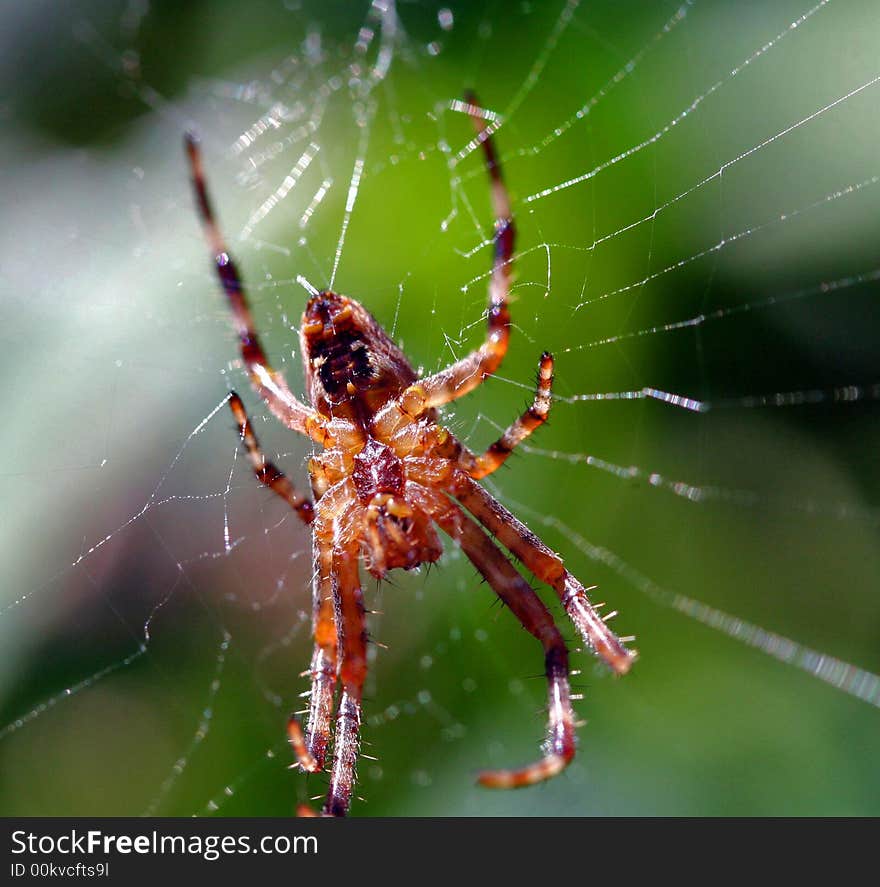 Brown spider on web, green background. Brown spider on web, green background