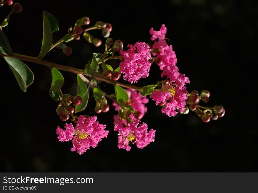 Pink flower in a black background