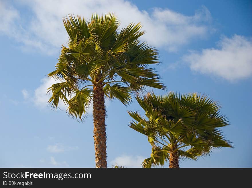 Two palm trees blowing in the wind against a partly cloudy blue sky