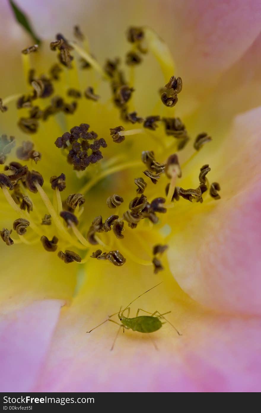 Green bug - Pink rose