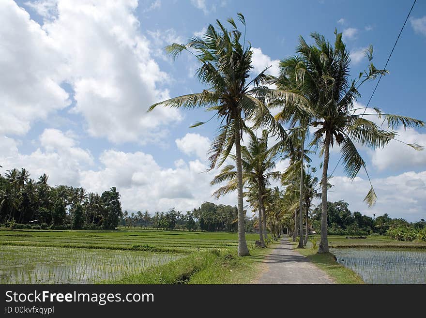 Row of coconut trees planted along the road to water paddies village. Row of coconut trees planted along the road to water paddies village