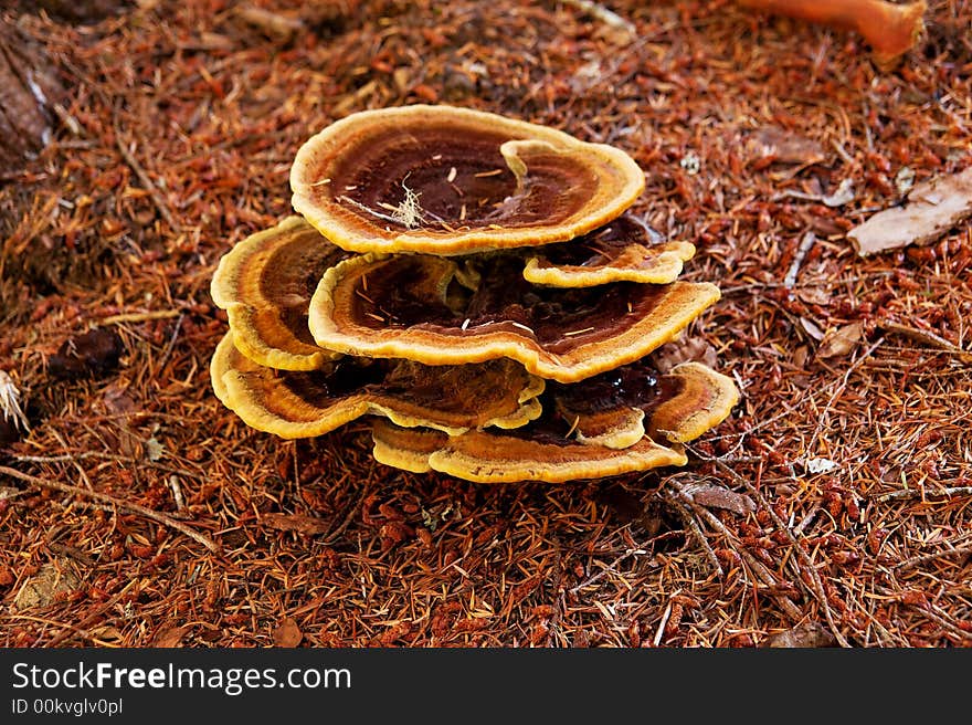 Dyers Polypore