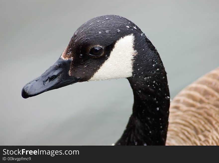 Goose Portrait