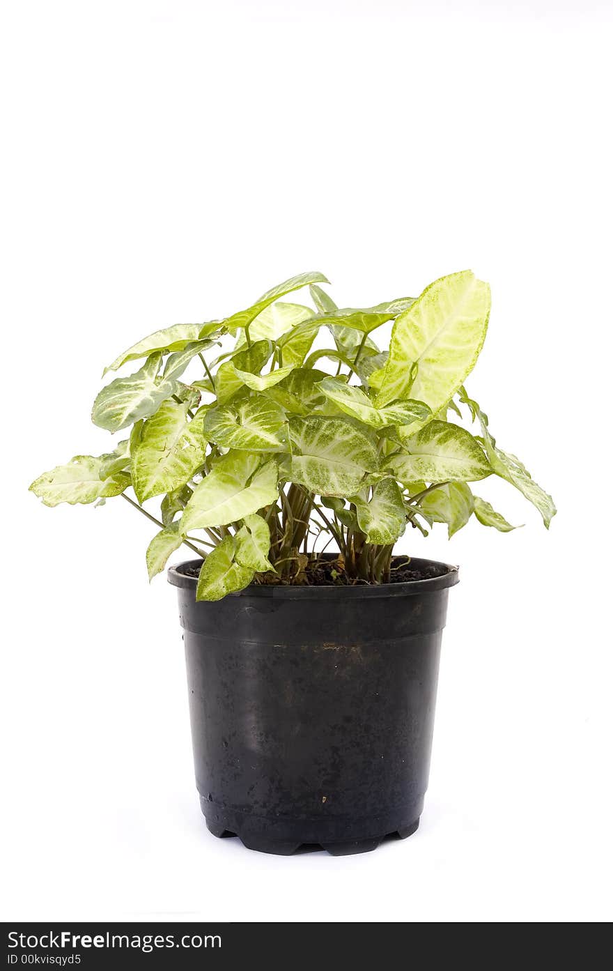 Potted plant isolated over white background