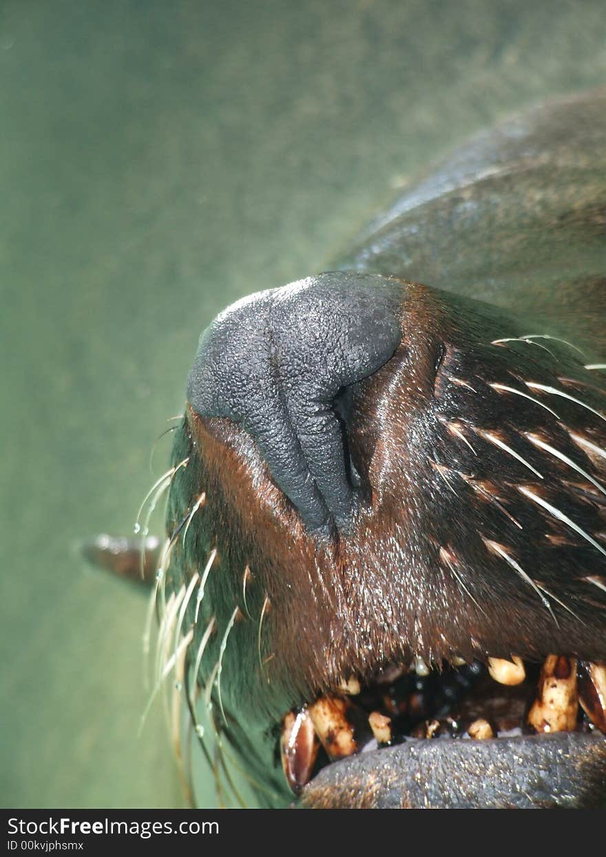 Seal closeup showing decayed teeth