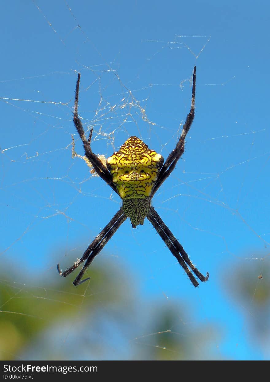 Yellow tropical spider suspended against brilliant blue sky. Yellow tropical spider suspended against brilliant blue sky