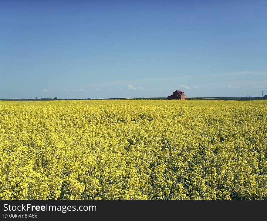 House standing in the middle of rapeseed field. House standing in the middle of rapeseed field