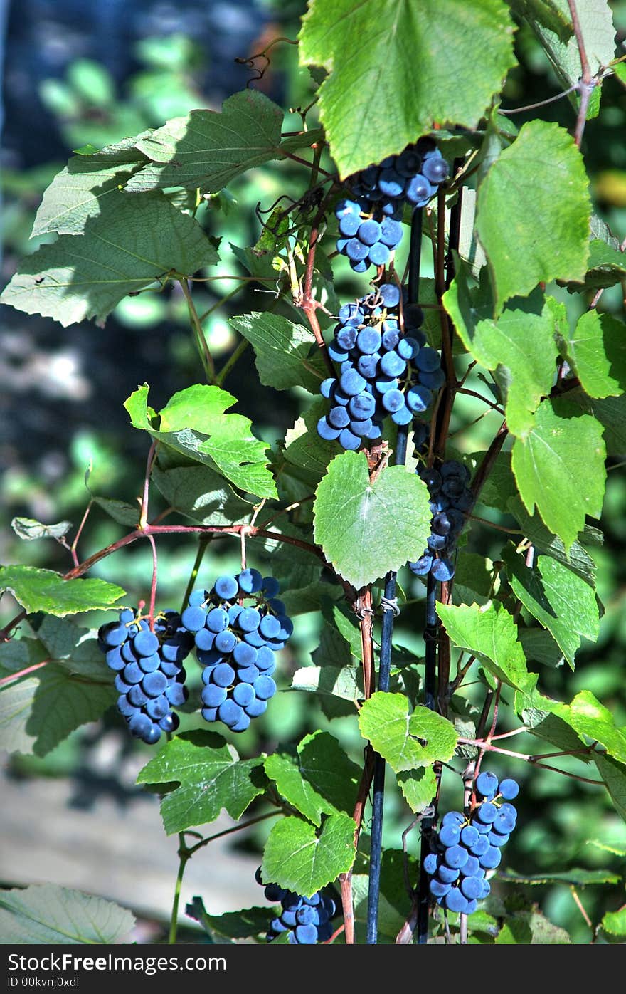 The image of a grape in garden. The image of a grape in garden