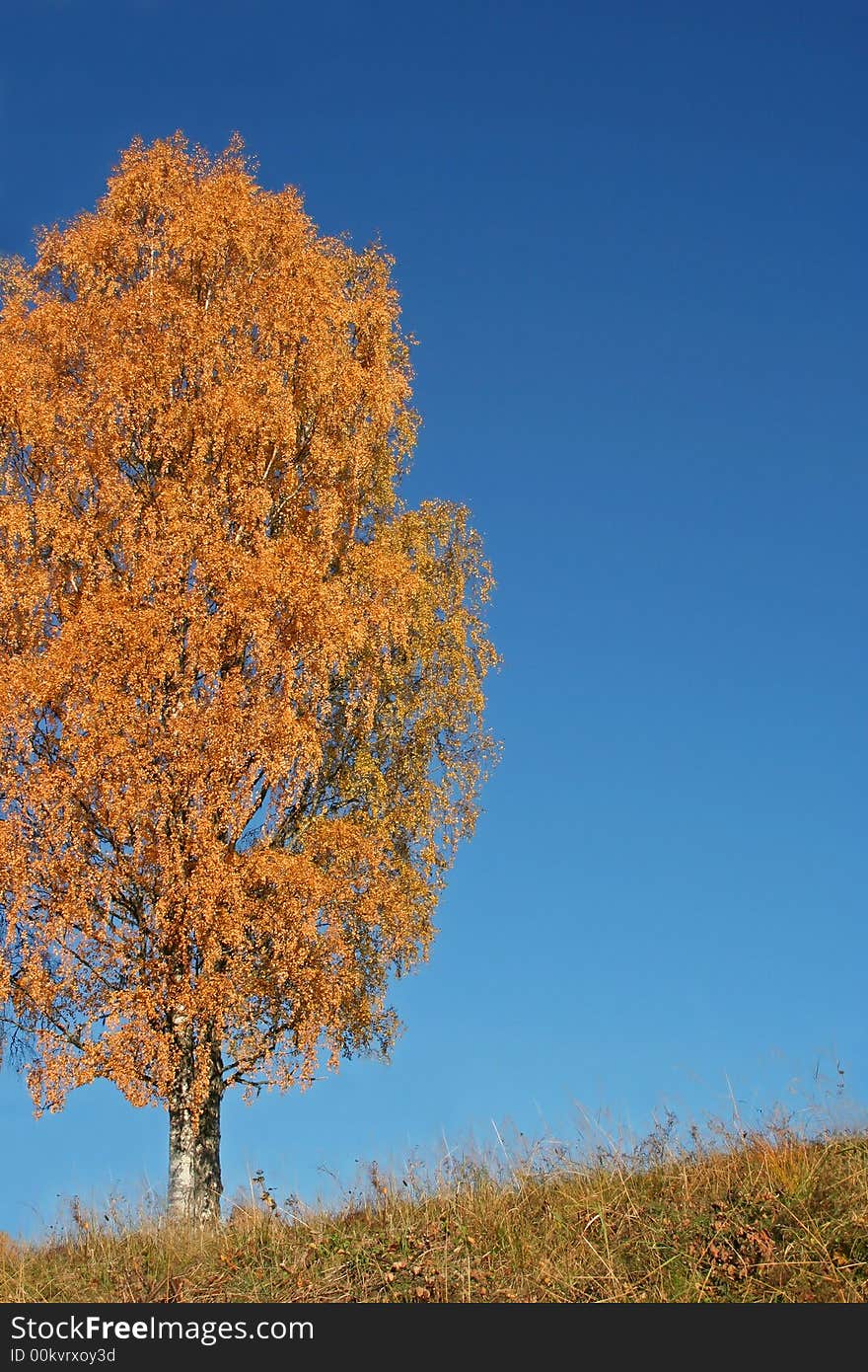 Solitary tree on a hill on a sunny fall day with a background of blue sky. Solitary tree on a hill on a sunny fall day with a background of blue sky