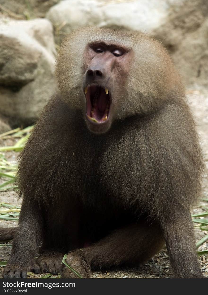 Hamadryas Baboon