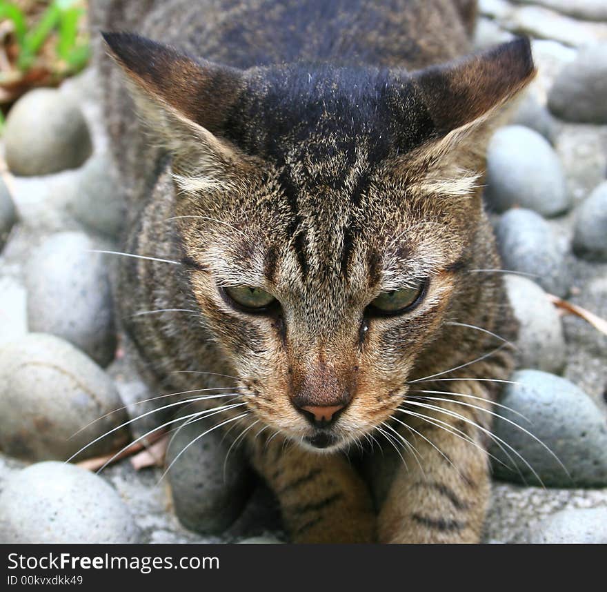 Fierce stare from a pussy cat. Fierce stare from a pussy cat