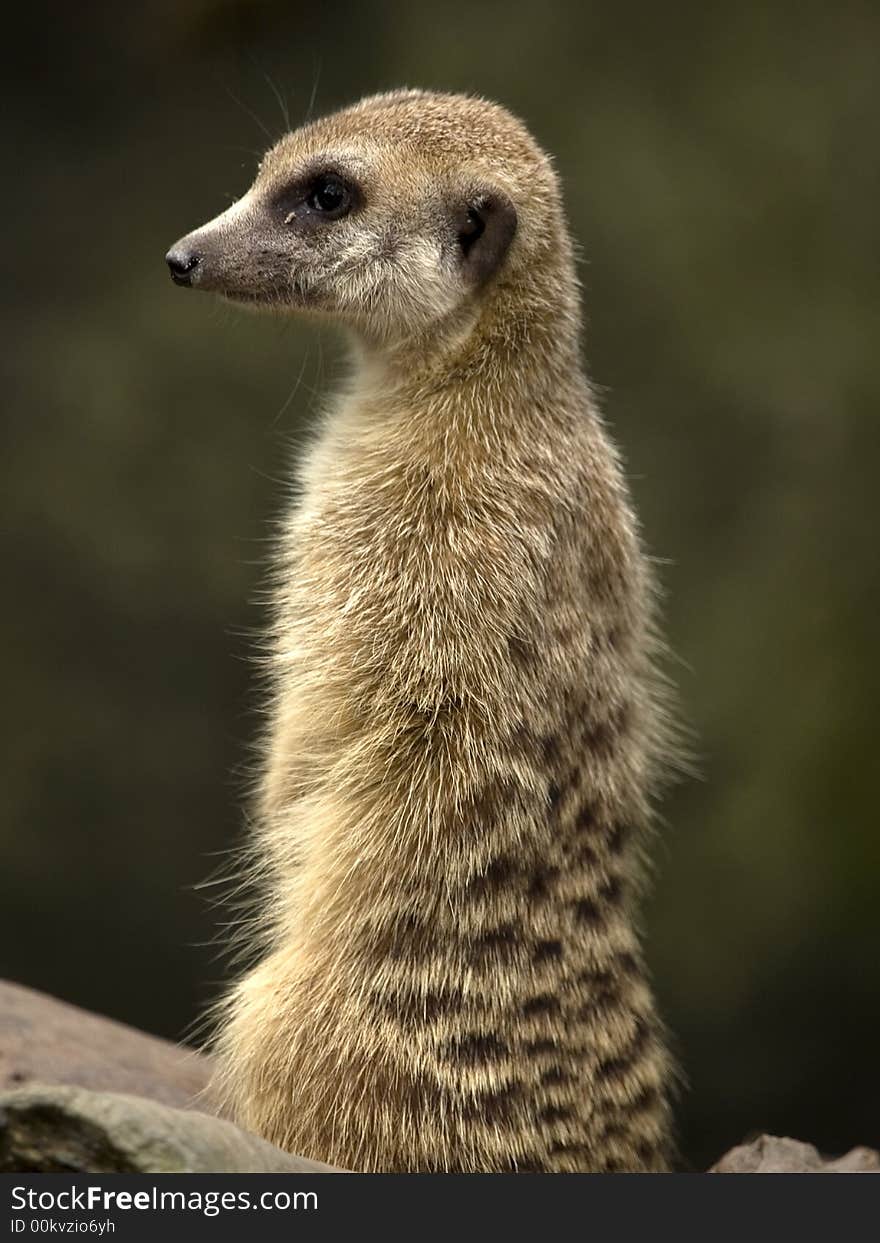 Meerkat taken at Singapore Zoological Gardens