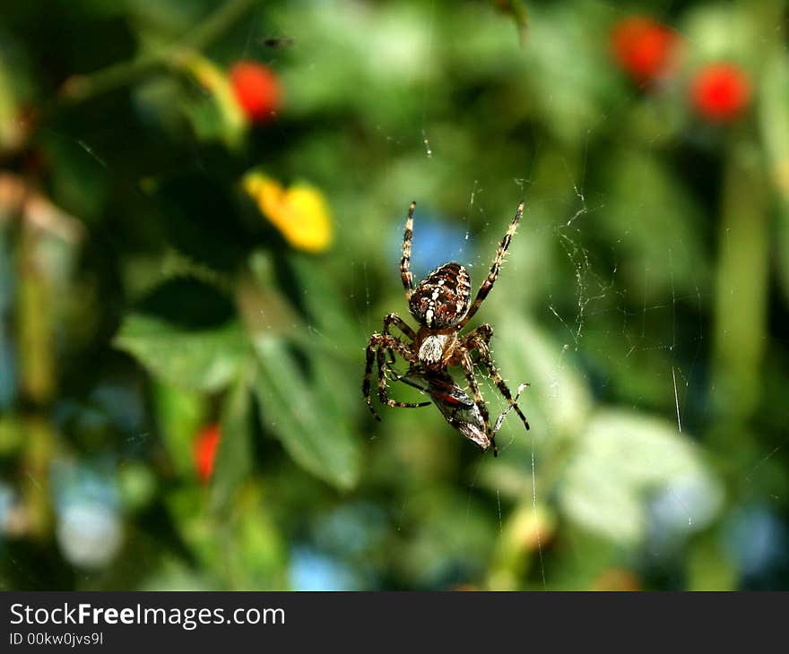 A spider with a cross on its body consuming its victim wrapped in a spider fibre cocoon. A spider with a cross on its body consuming its victim wrapped in a spider fibre cocoon.