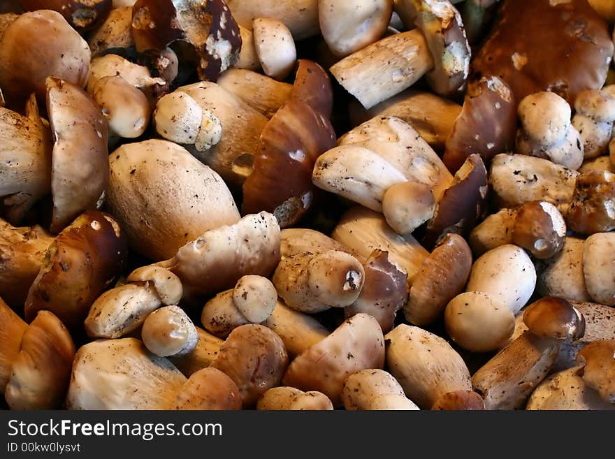 A pile of many mushrooms - boletuses just freshly delivered from the forest.