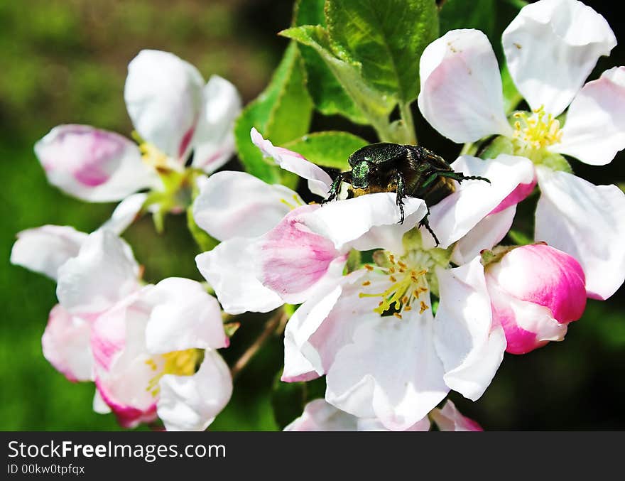 Beetle on the cherry flower