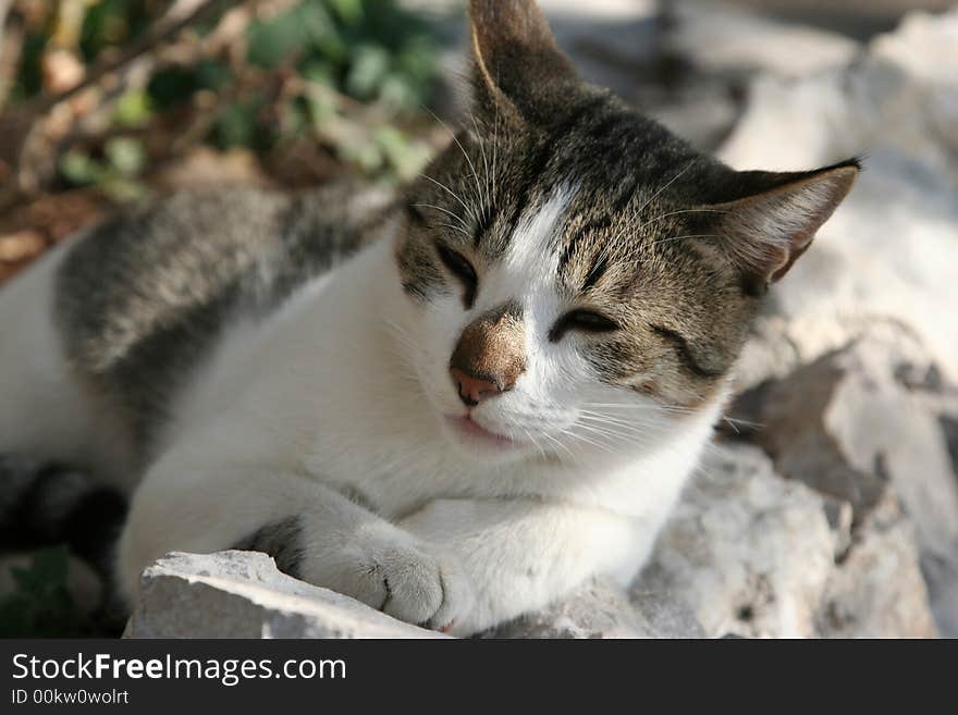 Young cat on the stones