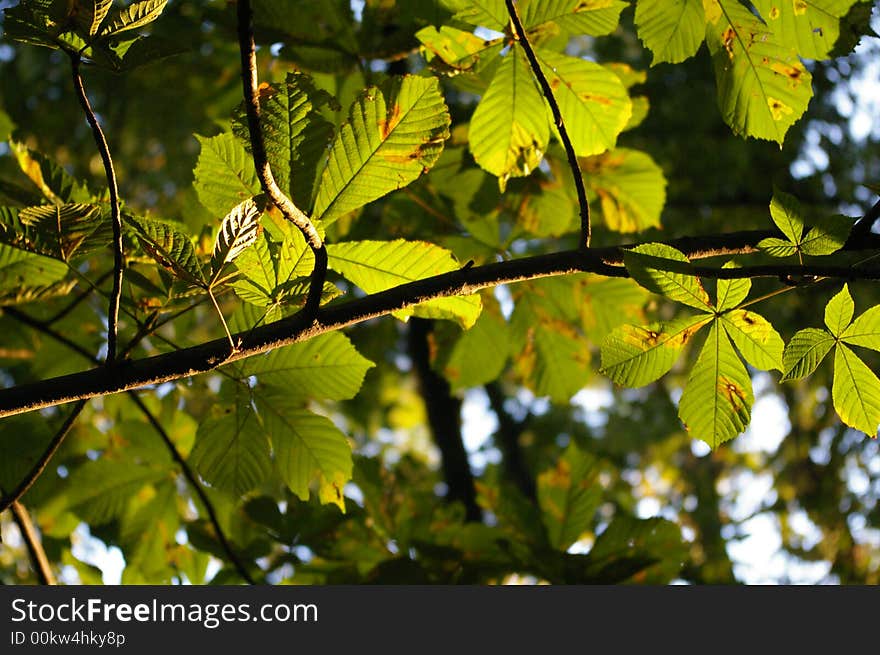 A branch at the end of the afternoon, during european autumn. A branch at the end of the afternoon, during european autumn.