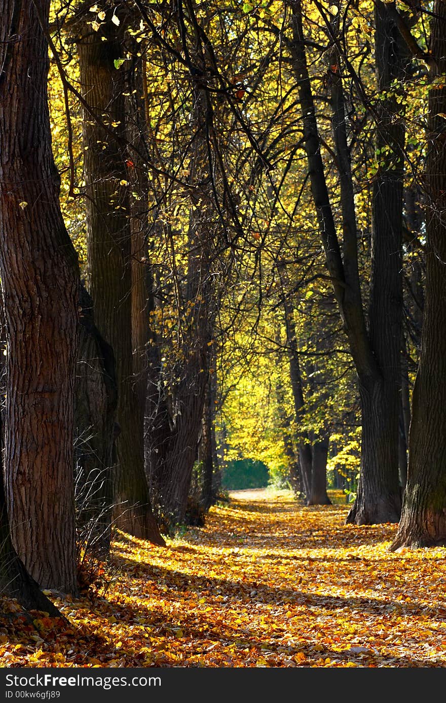 Autumn alley with sunlight and shadows