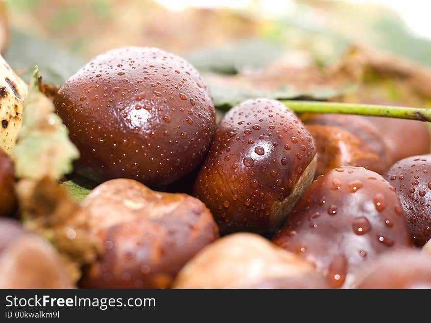 Autumn leaves and chestnuts - isolated