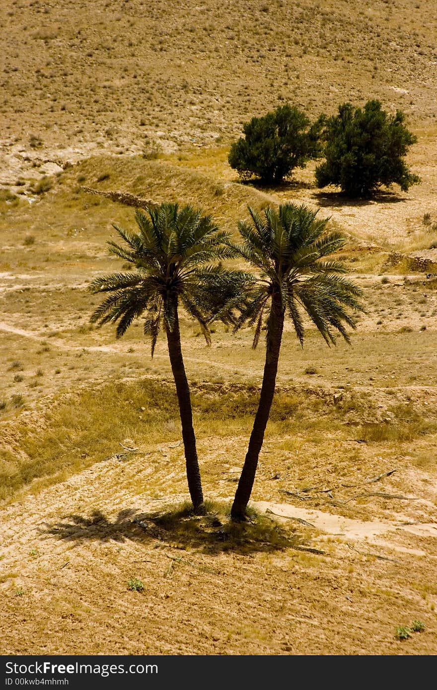 Arid landscape near Sahara Desert