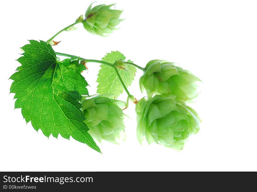 Green clematis leaves and bloom