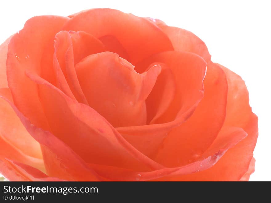 Close up of orange rose