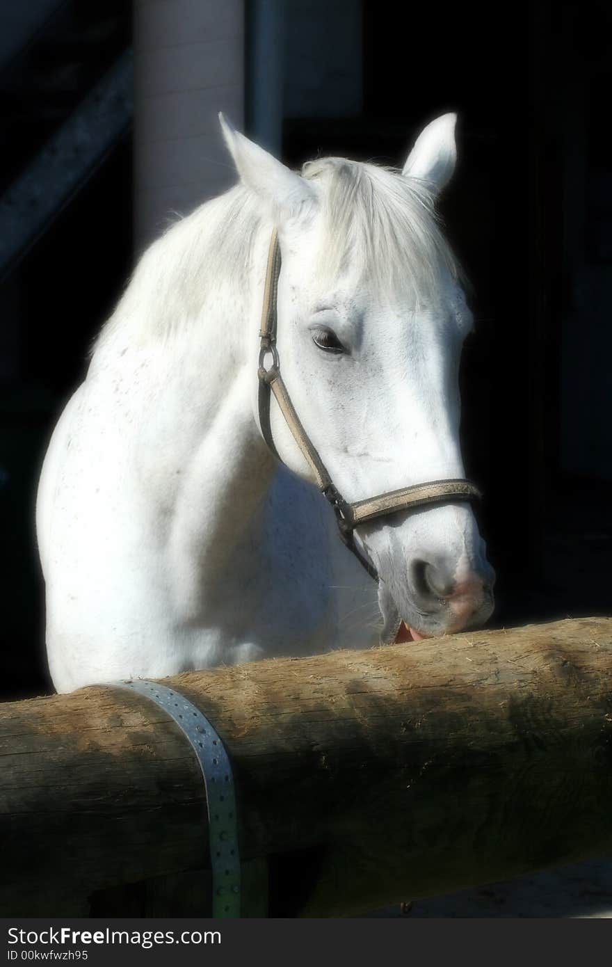 A horse waiting for its young rider to groom him. A horse waiting for its young rider to groom him