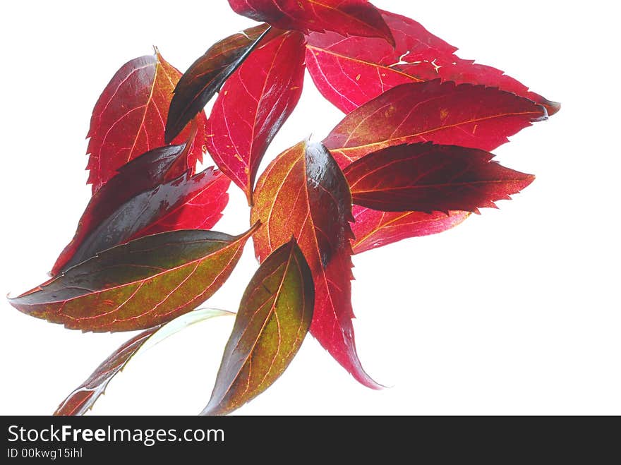 Red Leaves